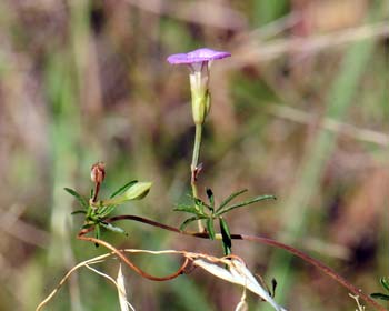 Ipomoea costellata, Crestrib Morning-glory, Southwest Desert Flora